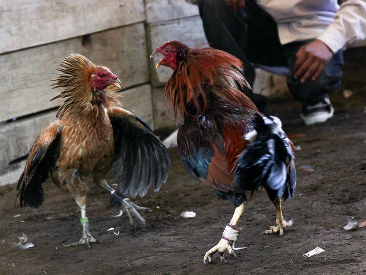 vmax, vmax vn, vmax vietnam, nhà cái vmax, vmax nhà cái, vmax việt nam, web vmax, cổng game vmax, nhà cái uy tín Vmax